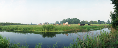 823881 Gezicht over de Kromme Rijn in de omgeving van Bunnik vanaf het Jaagpad, met in het weiland enkele koeien.